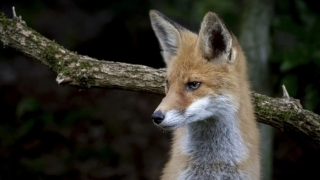 В Суздальском районе семья обнаружила у дома труп зараженной бешенством лисы