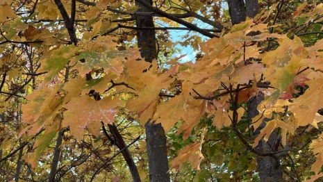 Прогноз погоды во Владимирской области на 24 сентября 2025 года