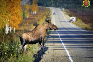 Владимирских водителей предупредили о выходящих на дороги диких животных