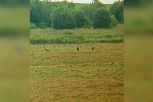 Во Владимирской области заметили серых журавлей