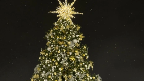 В Юрьев-Польском чиновники попросили жителей подарить новогоднюю ель