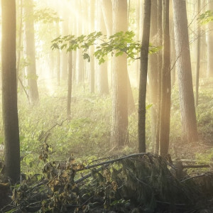 Пропавшую месяц назад девушку из Владимирской области нашли живой
