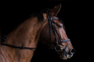 В Муроме за падение ребенка с лошади осудили директора Центра иппотерапии