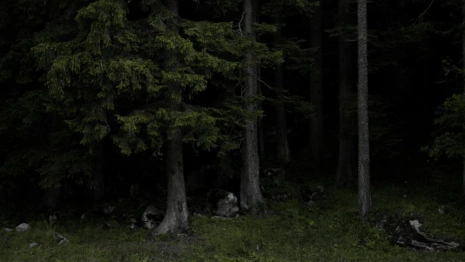 Во Владимирской области 42-летнего мужчину с рюкзаком нашли мертвым