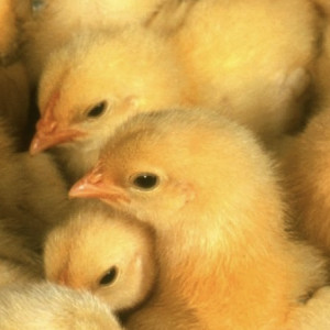 Владимирец получил условный срок за кражу комбикорма с птицефермы