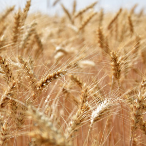 Иван Долгий: что можно и нельзя делать 21 мая