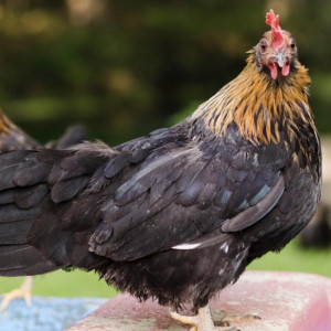 В Коврове выявили птицу с подозрением на птичий грипп