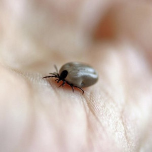 Во Владимирской области клещи укусили 126 взрослых и 49 детей