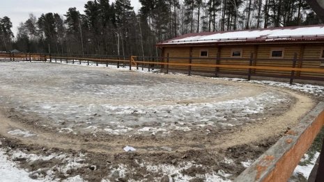 Двое детей получили травмы при падении с лошади в Петушинском районе