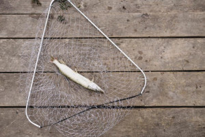 Двоих жителей Мурома оштрафовали на 500 тыс. рублей за браконьерство