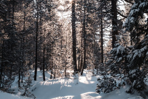 Во Владимирской области пропавшего в декабре 24-летнего парня нашли живым