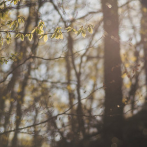 Пропавшего 12-летнего ребенка во Владимирской области нашли живым