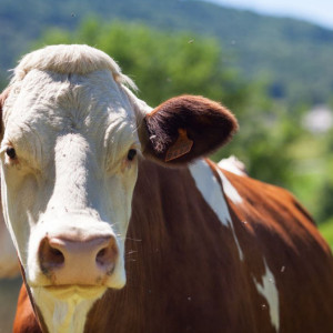 Владимирская доярка поборется за звание лучшей в России