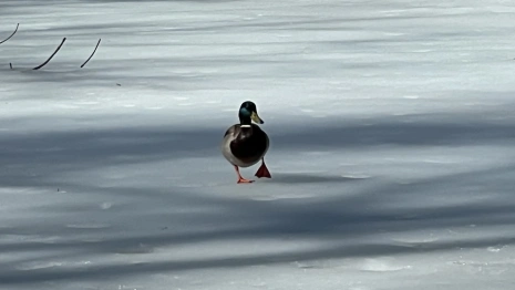 «Худо-бедно снег убрали». Мэр Владимира рассказал, как город справился с циклоном «Зион»