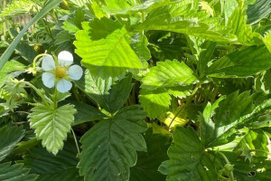 Прогноз погоды во Владимире и области на 9 июля