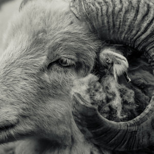 В Александровском районе сожгли свалку из трупов баранов