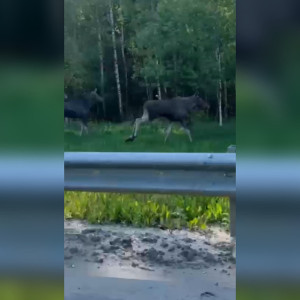 С начала года на дорогах Владимирской области погибли 40 лосей