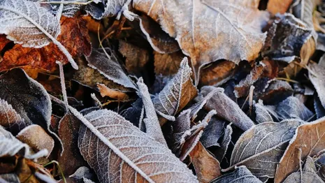 Синоптики рассказали владимирцам, какие дни будут самыми теплыми и холодными в ноябре
