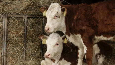 В Ковровском районе ввели карантин по лейкозу коров