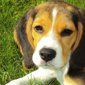 «Валенте» разрешили остаться на старом месте во Владимире