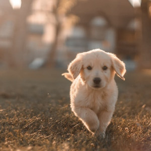 Владелица «Дома Северной Собаки» во Владимирской области высказалась о выселении приюта