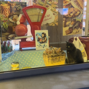 На витрине владимирского магазина поселилась живая кошка