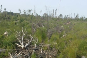 В Судогде лес захламили порубочными остатками после спила деревьев