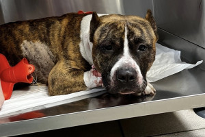 Во Владимире сбили брошенную хозяином собаку