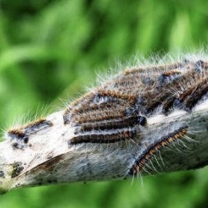 Леса в Гусь-Хрустальном районе обработают от шелкопряда биопрепаратом