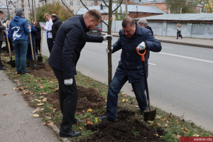 Во Владимире начали высаживать новые деревья вместо 1000 вырубленных