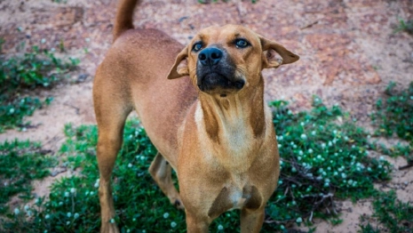Жителей Коврова напугала стая бродячих собак
