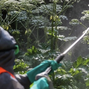 Во Владимирской области снова встали на борьбу с борщевиком