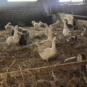 В Суздале гусиная ферма работала с массой нарушений