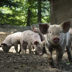 В Ковровской районе подтвердили новый очаг африканской чумы свиней