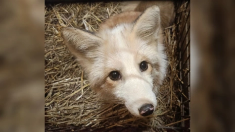 Волонтеры из Подмосковья спасли лисенка и привезли во Владимирскую область