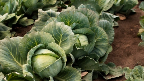 Сергей Капустник: что можно и нельзя делать 8 октября