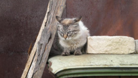 Во Владимире подрядчику по отлову бездомных животных заплатят 600 тыс. рублей