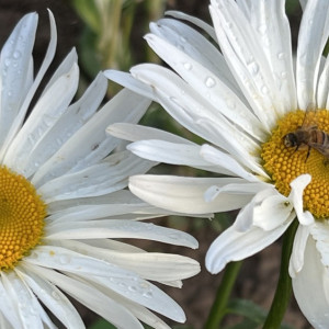 На рабочей неделе во Владимирскую область придет аномальная жара