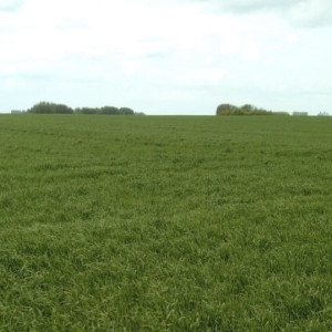 Заморозки во Владимирской области не погубили урожай