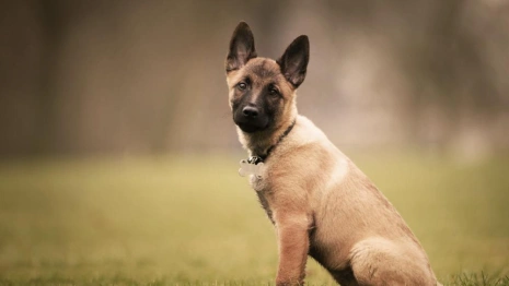 Жительница Кольчугино пыталась отсудить 300 тыс. рублей за покупку «больного» щенка