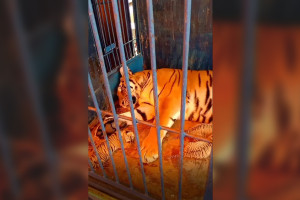 Во Владимире у тигрицы из гастролирующего цирка родились пятеро котят