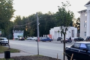 В Муроме вырубят 1760 пораженных ясеневой златкой деревьев