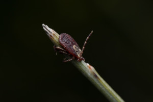 Во Владимирской области за неделю клещи укусили 17 человек
