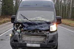 В Судогодском районе микроавтобус сбил лося