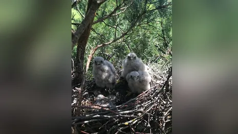 Во Владимирской области сделали редкий снимок птенцов дневного хищника