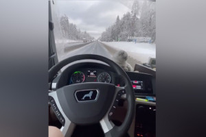Дальнобойщица взяла в рейс по Владимирской области кошку
