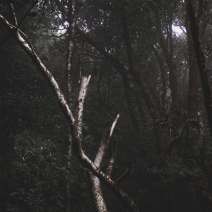 Во Владимире нашли повешенного парня в кустах