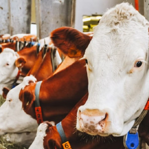 Во Владимирской области молочную ферму оштрафовали на 400 тысяч рублей 