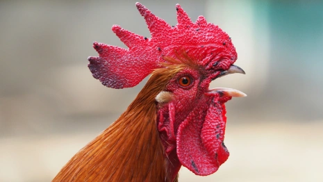 Сильвестров день: что можно и нельзя делать 15 января