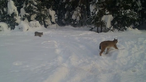 В Ковровском районе в фотоловушку попали две взрослые рыси